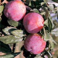 Prunus domestica Giant Erik fidanı
