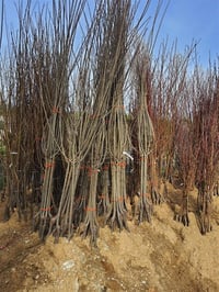 Prunus domestica Papaz Yeşil Erik fidanı