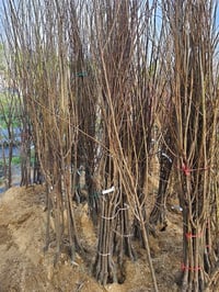 Prunus domestica President Erik fidan