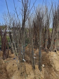 Prunus domestica President Erik fidan