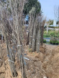 Prunus domestica President Erik fidan