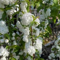 Prunus glandulosa Alba Plena Katmerli Çiçekli Bodur Süs Kirazı Fidanı