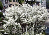 Prunus glandulosa Alba Plena Katmerli Çiçekli Bodur Süs Kirazı Fidanı