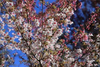 Prunus incisa Kojou-no-mai Süs Kirazı