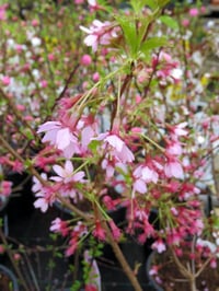 Prunus incisa Paean Süs Kirazı