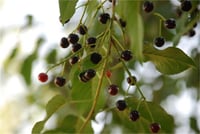 Prunus mahaleb Mahlep fidanı