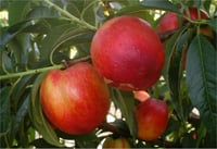 Prunus persica Armking Nektarin Şeftali fidanı