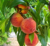 Prunus persica Carselet şeftali fidanı