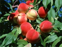 Prunus persica Early red Şeftali fidanı