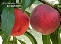Prunus persica Elegant Lady Şeftali fidanı