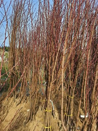 Prunus persica Elegant Lady Şeftali fidanı
