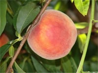 Prunus persica Glohaven şeftali fidanı