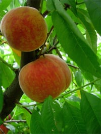 Prunus persica J Hale Yarma şeftali fidanı