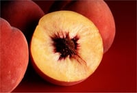 Prunus persica Jerseyland şeftali fidanı