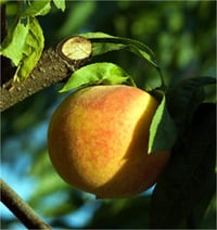 Prunus persica June Gold Şeftali fidanı