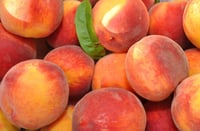 Prunus persica Monroe şeftali fidanı