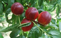 Prunus persica nucipersica Amiga Nektarin fidanı