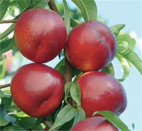 Prunus persica nucipersica Venüs Nektarin fidanı