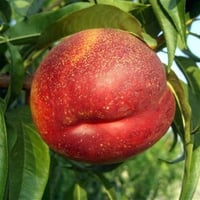 Prunus persica Orion Nektarin fidanı