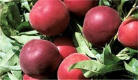 Prunus persica Ruby rich Şeftali fidanı