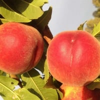 Prunus persica Şentürk Şeftali fidanı