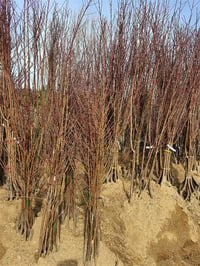 Prunus persica Spring grass Şeftali fidanı