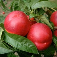Prunus persica Sweet Lady Nektarin fidanı