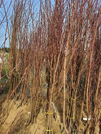 Prunus persica Yassı Şeftali fidanı