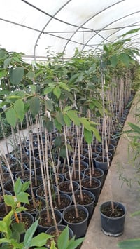 Prunus serrulata Kanzan Sakura Süs Kirazı fidanı