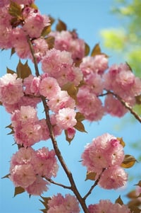 Prunus serrulata Kanzan Sakura Süs Kirazı fidanı