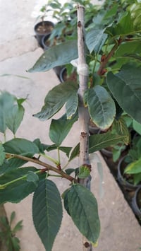 Prunus serrulata Kanzan Sakura Süs Kirazı fidanı
