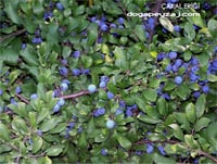 Prunus spinosa Çakal Eriği fidanı