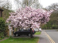 Prunus takasago Süs Kirazı