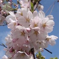 Prunus yedoensis Süs Kirazı
