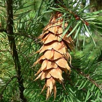 Pseudotsuga menziesii Duglas Göknarı fidanı