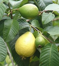 Psidium guajava Sarı Guava fidanı