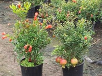 Punica granatum nana Bodur süs narı fidanı