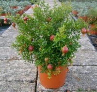 Punica granatum nana Bodur süs narı fidanı