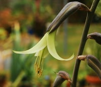 Puya mirabilis mucize puya