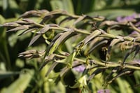 Puya mirabilis mucize puya