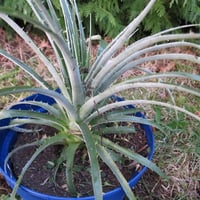 Puya venusta Mavi Puya fidanı