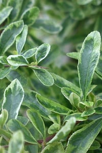 Pyracantha ateş dikeni Saphyr Panache