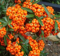 Pyracantha cocc. Nana Navaho Kavuniçi Bodur Ateş Dikeni fidanı