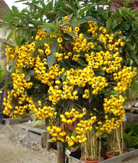 Pyracantha cocc. Soleil dor Sarı Meyveli Ateş dikeni fidanı
