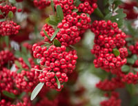 Pyracantha coccinea Red column Kırmızı Ateş dikeni fidanı