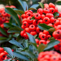 Pyracantha coccinea Red Star Kırmızı Ateş dikeni fidanı