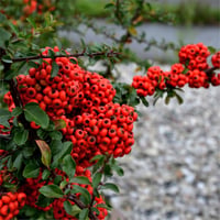 Pyracantha coccinea Red Star Kırmızı Ateş dikeni fidanı