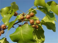 Pyrus calleryana Çin armut Süs armut fidanı