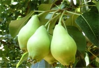 Pyrus communis Akça Armut fidanı