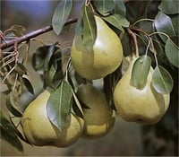 Pyrus communis Ankara Armut fidanı